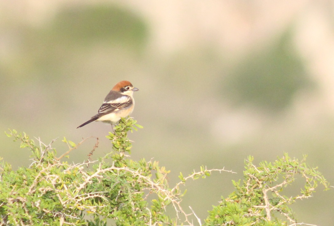 Bird Watching Tours in Jordan with Jordan Horizons Tours